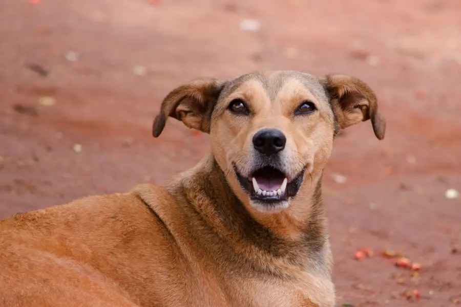 Stray dog attack in Thiruvananthapuram Pulimath child injured